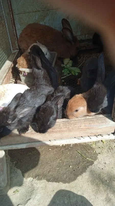 Продаются крольчата — фото 3