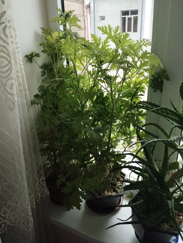 Pelargoniya xonaki gullar sotiladi — фото 1
