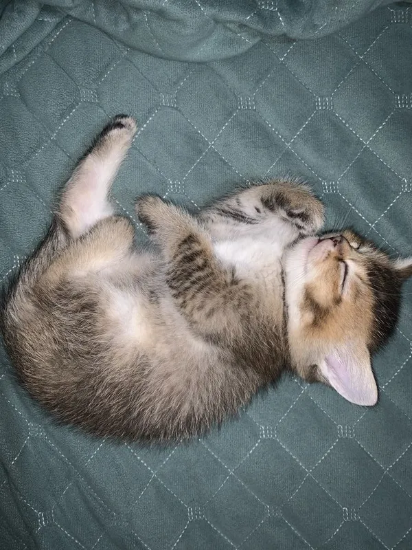 Продаётся котёнок золотая шиншилла — фото 3