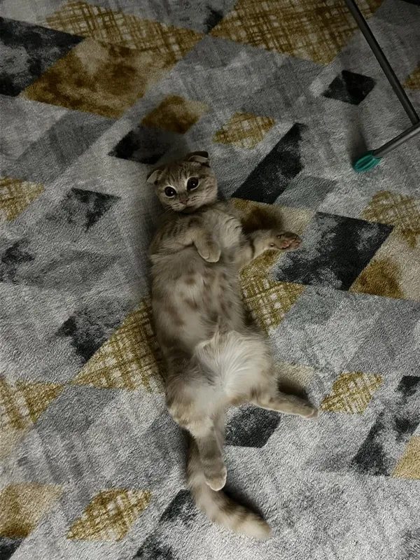 шотландская вислоухая кошка — фото 2