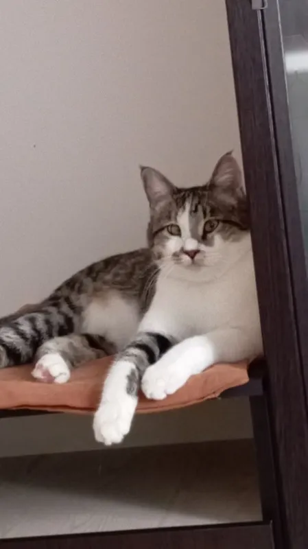 Домашний котик, 11 мес., кастрирован, есть паспорт