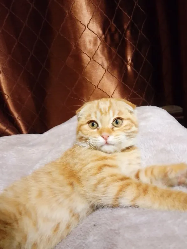 Scottish Fold Golden