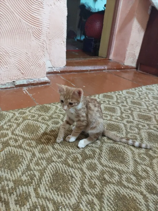 Отдадим котят в хорошие руки 4 Отдадим котят в хорошие руки 4