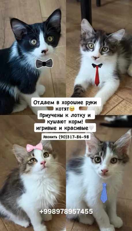 Котята ищут себе добрых хозяев 1 Котята ищут себе добрых хозяев 1