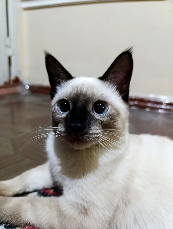 ПРОДАЁТСЯ СИАМСКИЙ КОТ!🌟
📆 Возраст: 5 месяцев
😺 1 ПРОДАЁТСЯ СИАМСКИЙ КОТ!🌟
📆 Возраст: 5 месяцев
😺 1