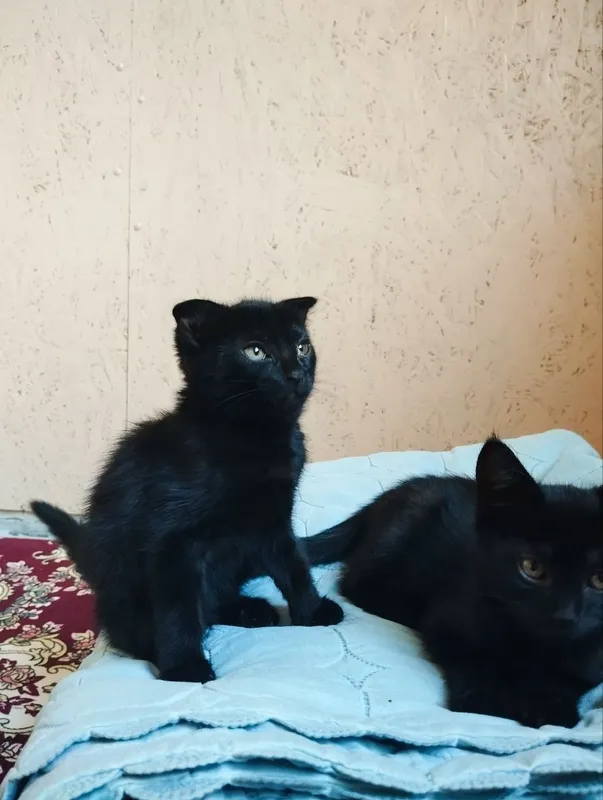 В добрые руки сиамские черные котята 2 месяца — фото 1