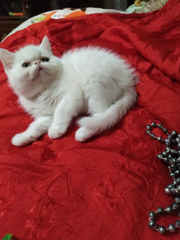 Продам котят породы экзот — фото 4