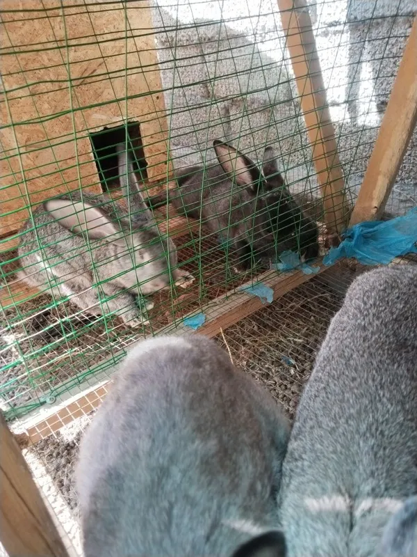Quyon ini va quyonlar sotiladi. 8 Quyon ini va quyonlar sotiladi. 8