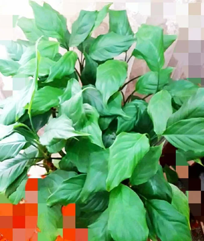Aglaonema guli 5 Aglaonema guli 5
