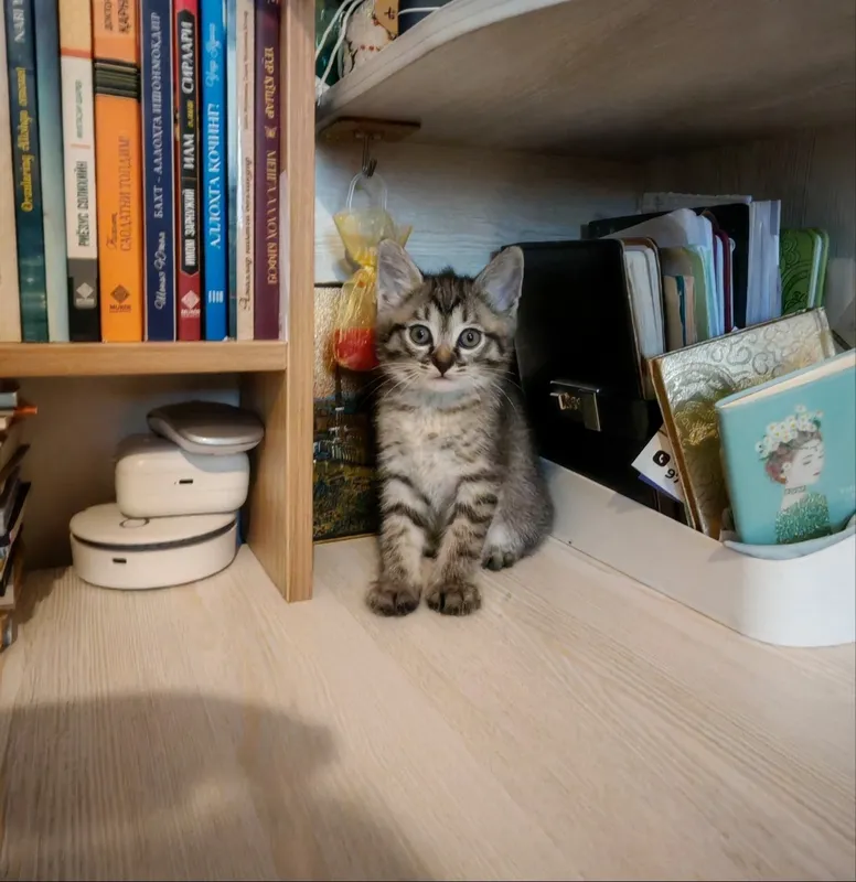 Котёнок отдам бесплатно — фото 1