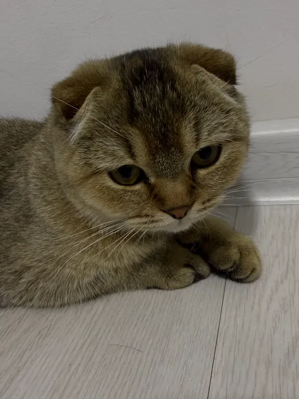 Scottish fold, 5 oylik, qiz bola 4 Scottish fold, 5 oylik, qiz bola 4
