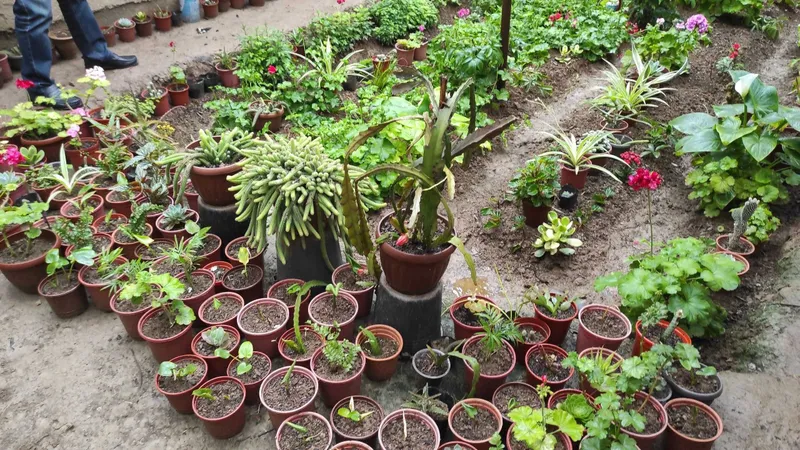 35 turdan ortiq tabiiy xona gullari