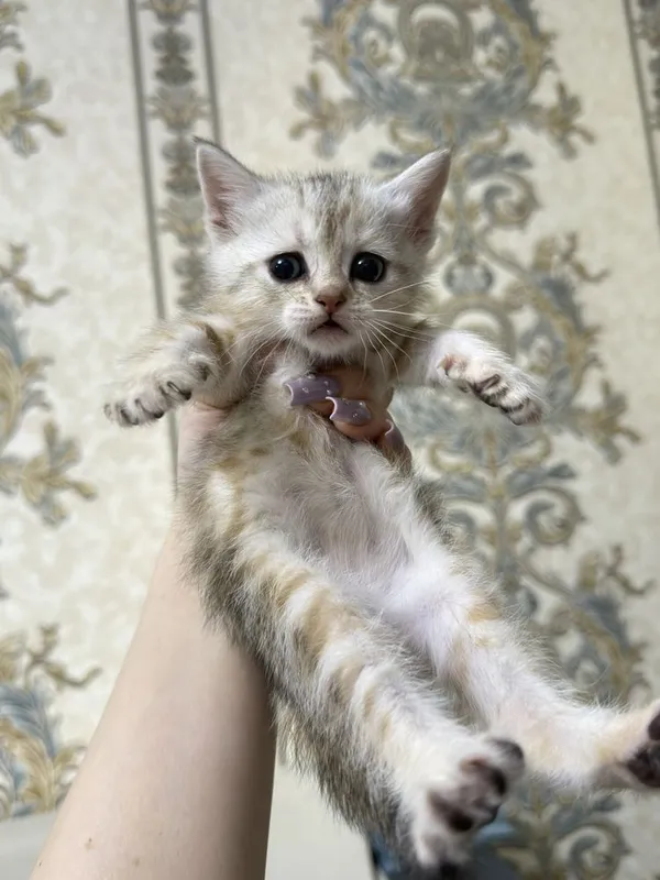 Шотландские котята — фото 3