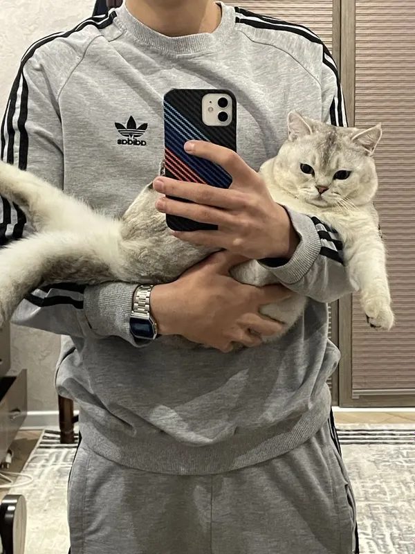 Продается кот, Серибристая Шиншилла — фото 2
