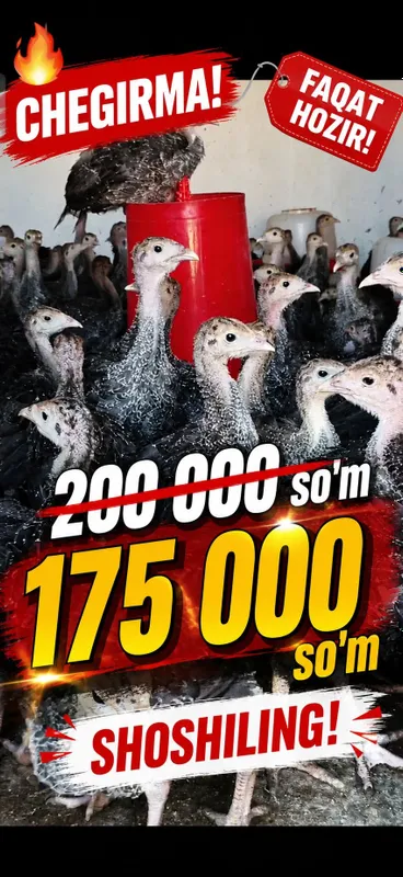 Chegirma! Cheklangan Muddat! 1