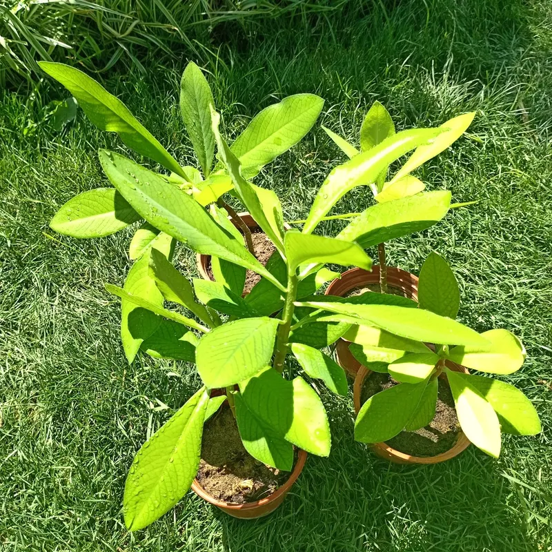 Молочай Гранта (Euphorbia grantii) — 15–20 см 2