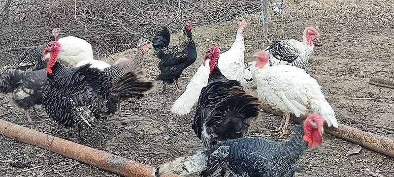 6 kgdan 7 kggacha sotiladigan Induklar bor 1 6 kgdan 7 kggacha sotiladigan Induklar bor 1