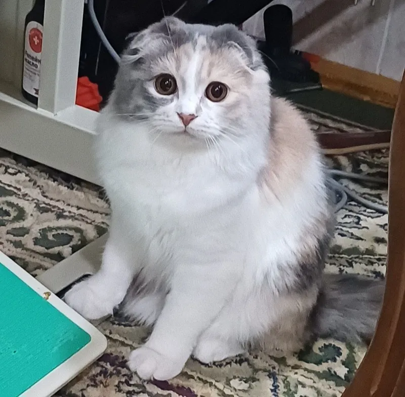 Mushuk / кошка/ cat Mushuk / кошка/ cat