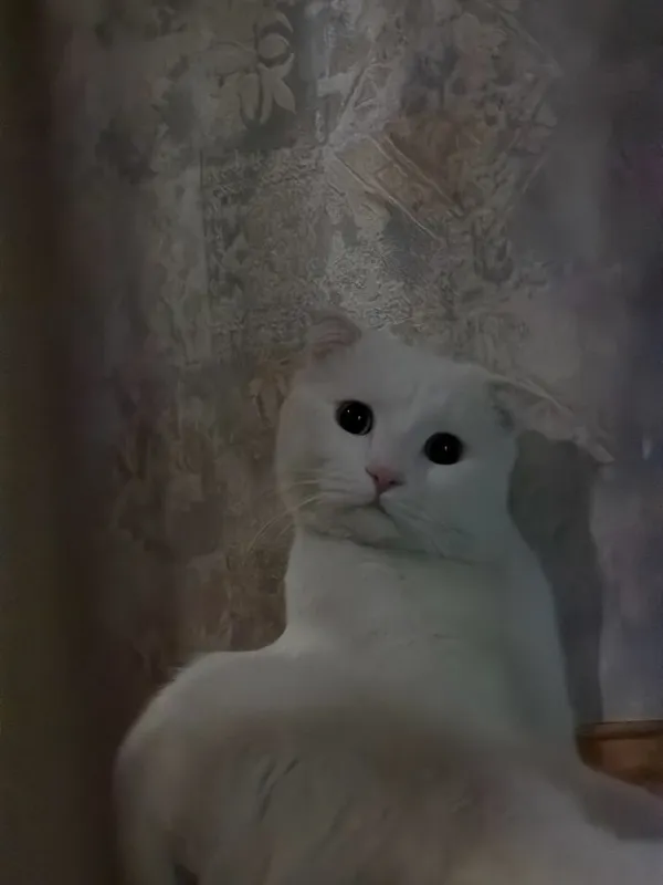 кот скотиш фолд 1.5 года