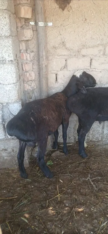 Qurbonlika va aqiqaga qochqorla bor — фото 6