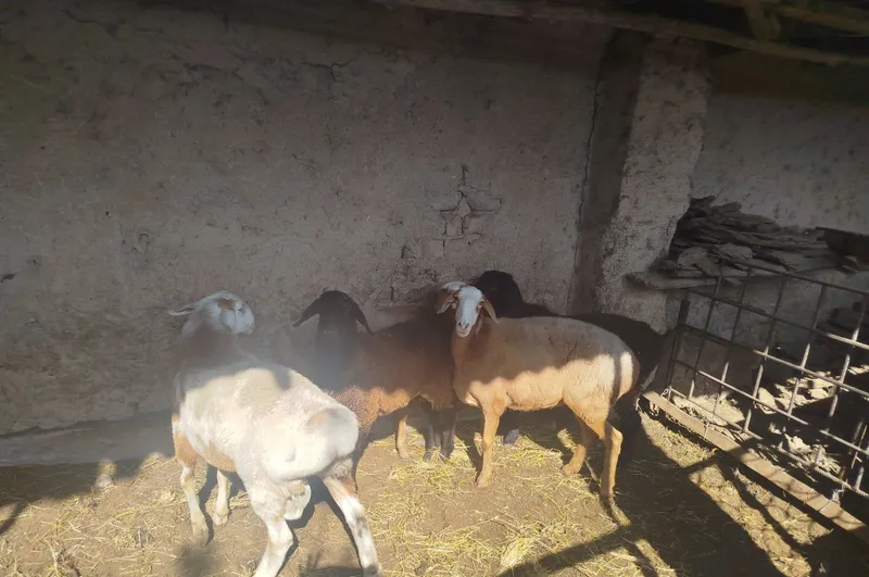 Продаются бараны 2 Продаются бараны 2