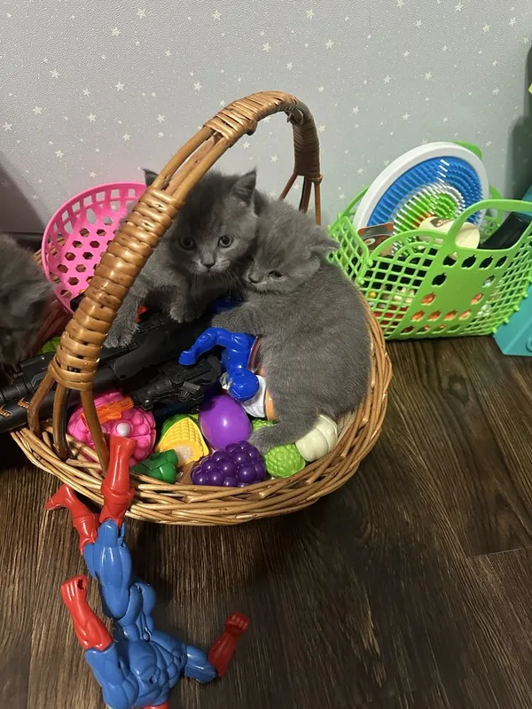Продаются котята Британцы… — фото 2