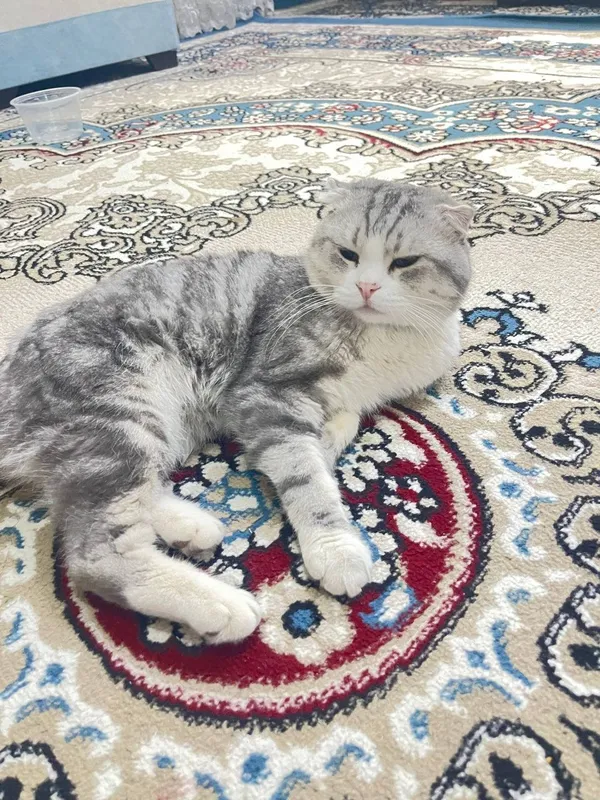 Шотландский кот для вязки Шотландский кот для вязки