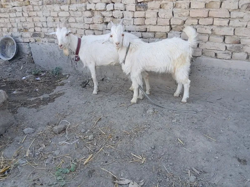 Parrandalar sotiladi 7 Parrandalar sotiladi 7