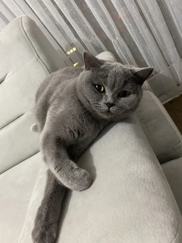 Mushuk ismi smokey yoshi 3 da erkak 4 Mushuk ismi smokey yoshi 3 da erkak 4