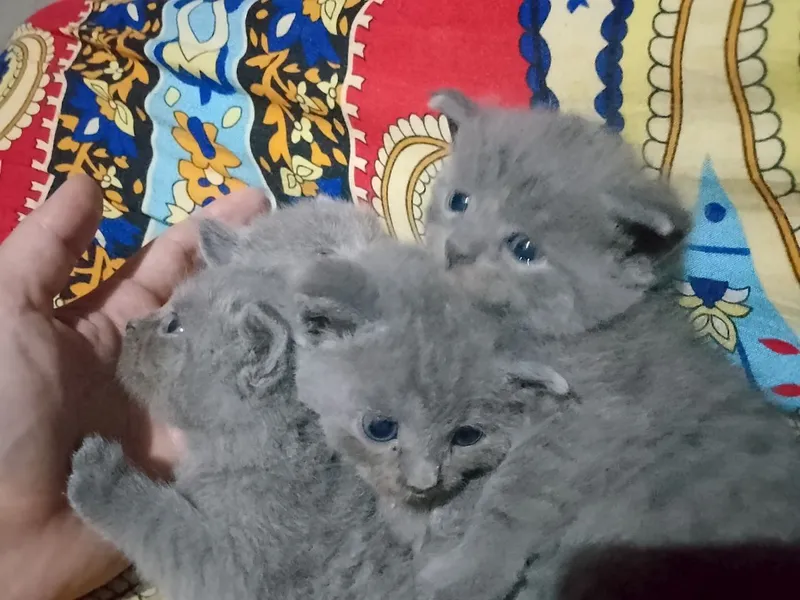 кошки 1