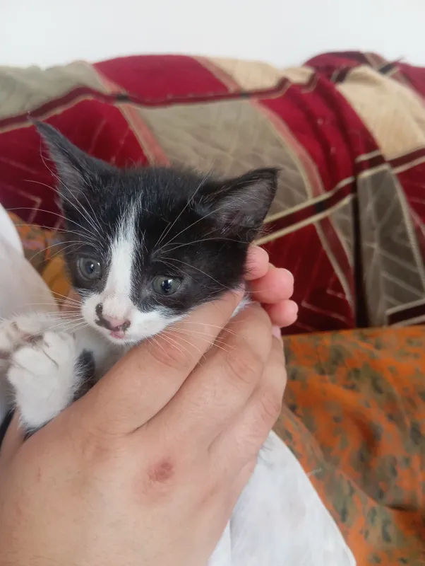 Mushukchalar va onasi mehribon qoʻllarga beriladi.