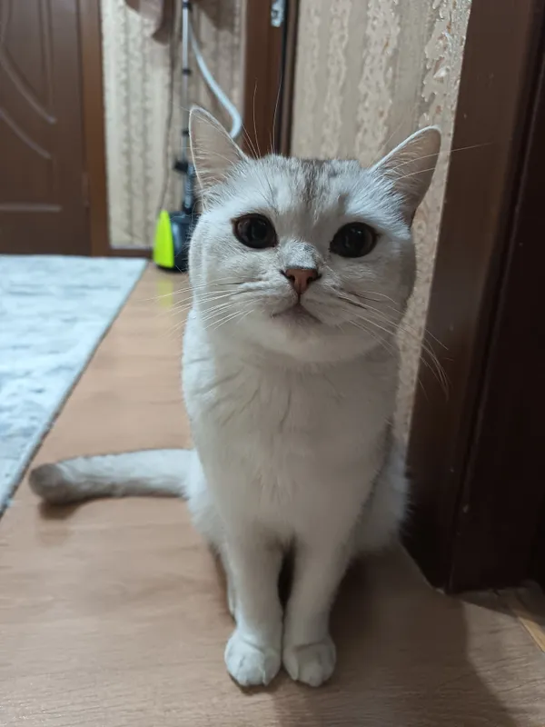Кошка, Британская Короткошерстная
