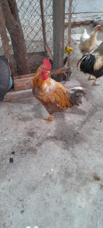 Продам петуха — фото 3