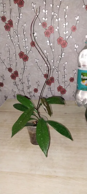 Продам цветок хойя