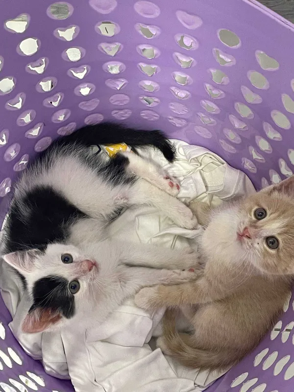 Пристраиваются котята в добрые руки!