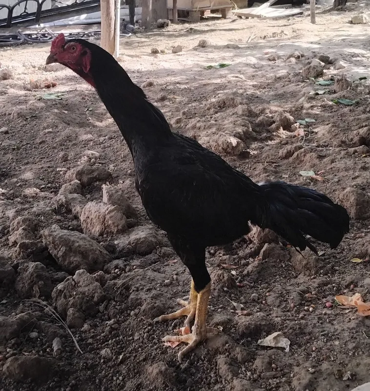 Dakan xoʻroz qora sotiladi 1 Dakan xoʻroz qora sotiladi 1