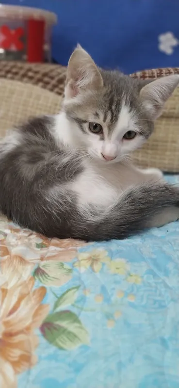 Котята, домашние 3 Котята, домашние 3