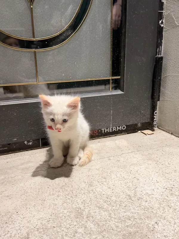 Кот мальчик 2 месяца голубые глаза домашний 1