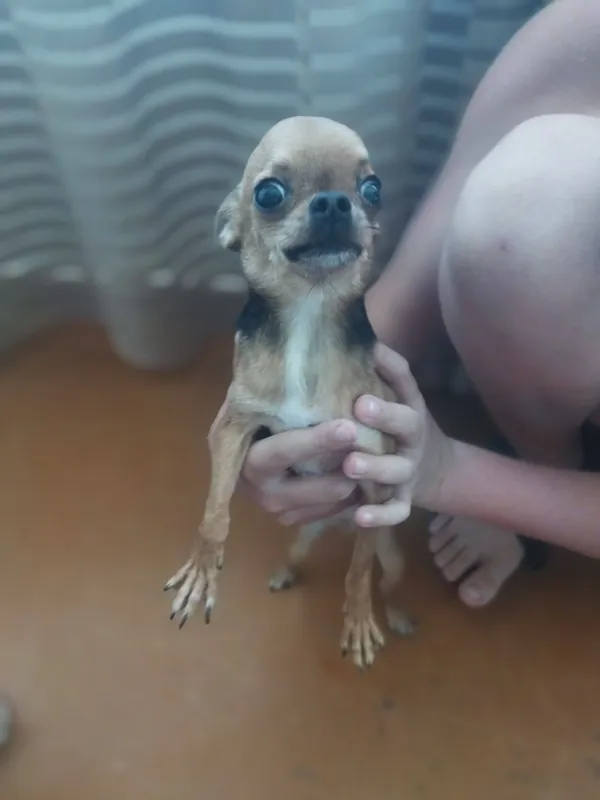 Chixuaxua itlari sotiladi 2