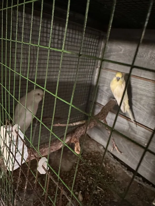 Volnistiy papugaylar sotiladi soni 7 ta har xil ranglarda, 2 ta tayyor 2