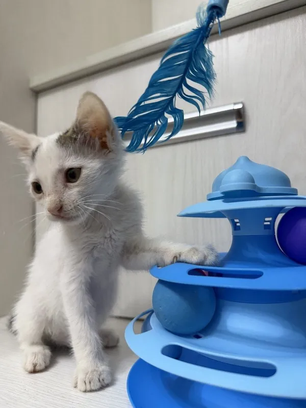 Пристратвается котенок в добрые руки 4 Пристратвается котенок в добрые руки 4