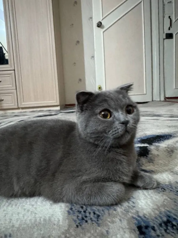 Scottish Fold .