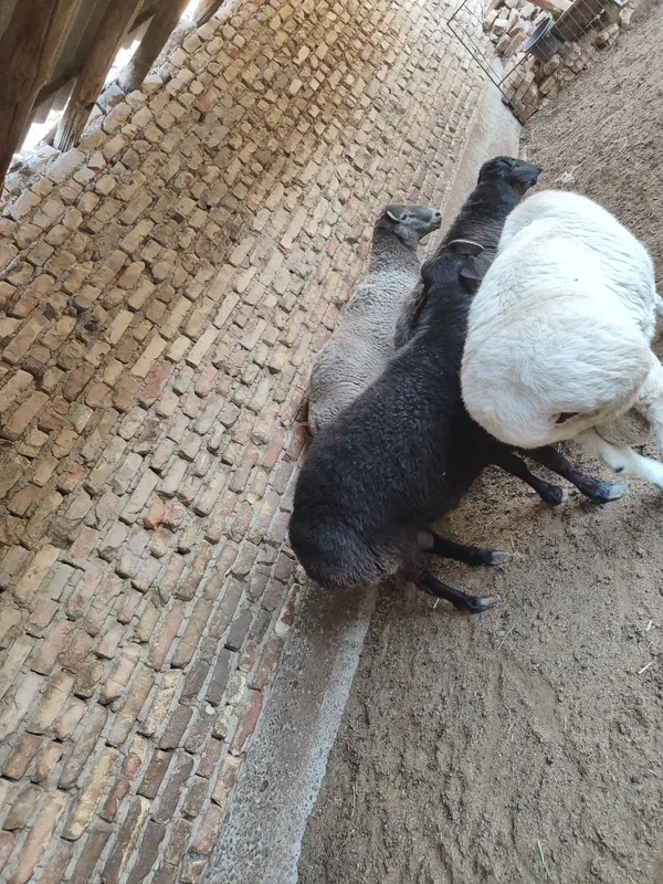 Qo'chqorlar sotiladi tezda badani semiz yeyishi — фото 7