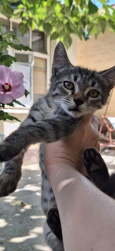 Отдадим котёнка в добрые руки. Мальчик 3 мес. 1 Отдадим котёнка в добрые руки. Мальчик 3 мес. 1