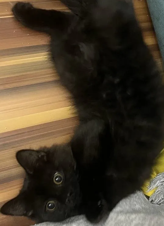 Отдам котенка на добрые руки 2