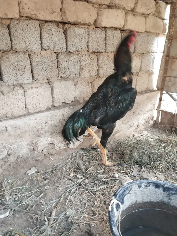dakan horoz sotiladi turka karis qoshilgan — фото 1