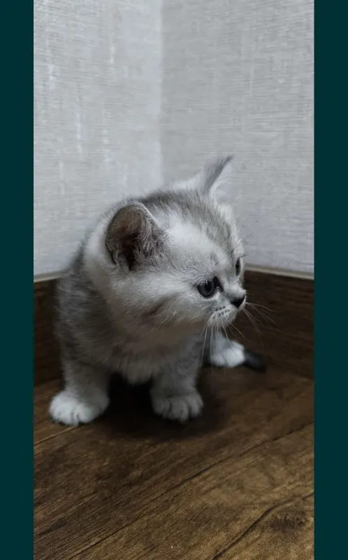 Срочно продаются котята — фото 4