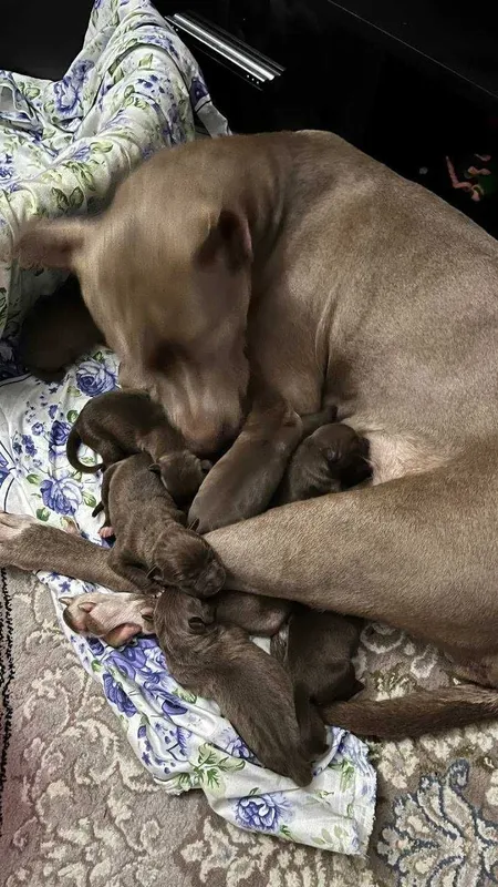 Продам чистокровных щенков питбуль Red Nose The red nose pit bull 1 Продам чистокровных щенков питбуль Red Nose The red nose pit bull 1