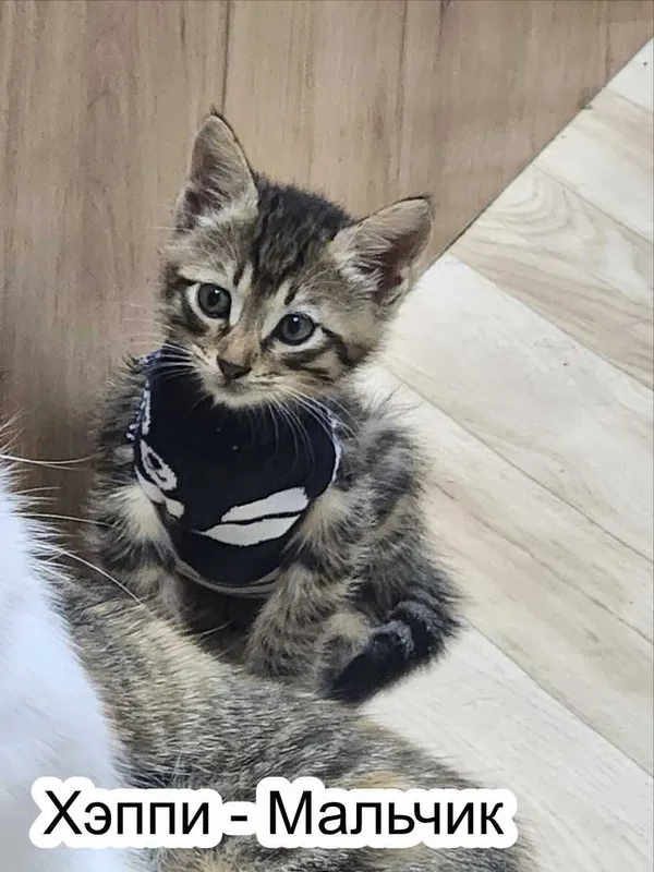 Отдам котят в добрые руки! 2 Отдам котят в добрые руки! 2