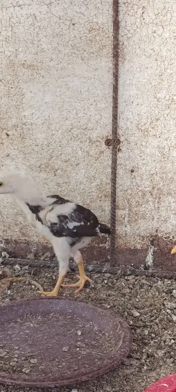Toza dakan jujala 3 Toza dakan jujala 3
